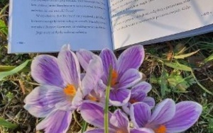 Wiosna z książką (3)