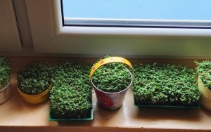 Wiosna w klasie 2b (8)