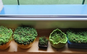 Wiosna w klasie 2b (9)